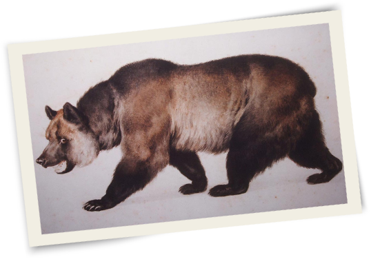 bear-painting-tran2